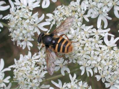 Sericomyia silentis [Famille : Syrphidae]