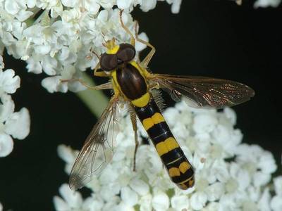 Sphaerophoria scripta [Famille : Syrphidae]