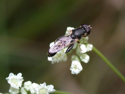 Syritta pipiens [Famille : Syrphidae]
