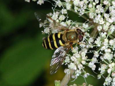 Syrphus ribesii [Famille : Syrphidae]