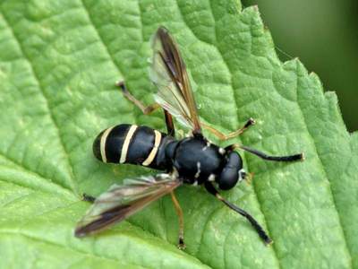 Temnostoma bombylans [Famille : Syrphidae]