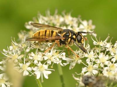 Temnostoma vespiforme [Famille : Syrphidae]