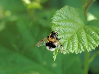 Volucella bombylans [Famille : Syrphidae]