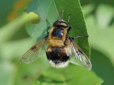 Volucella bombylans [Famille : Syrphidae]