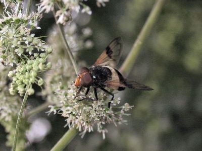 Volucella pellucens [Famille : Syrphidae]