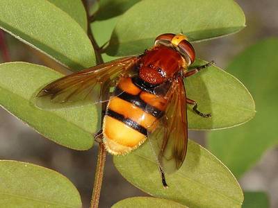 Volucella zonaria [Famille : Syrphidae]