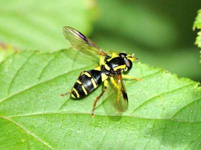 Xanthogramma pedissequum [Famille : Syrphidae]