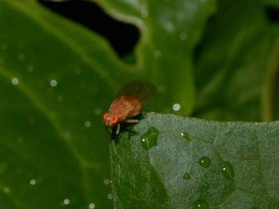 Drosophila funebris [Famille : Drosophilidae]