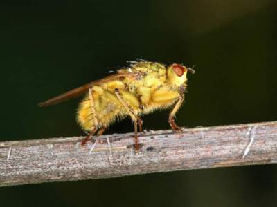 Scathophaga stercoraria [Famille : Scatophagidae]