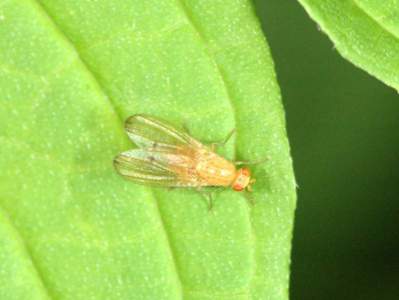 Palloptera species [Famille : Pallopteridae]