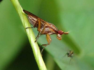 Elgiva cucularia [Famille : Sciomyzidae]