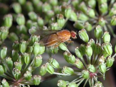 Dryomyza flaveola [Famille : Dryomyzidae]