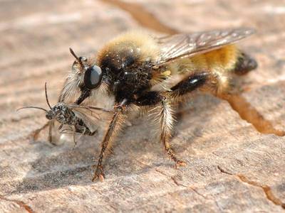 Laphria flava [Famille : Asilidae]