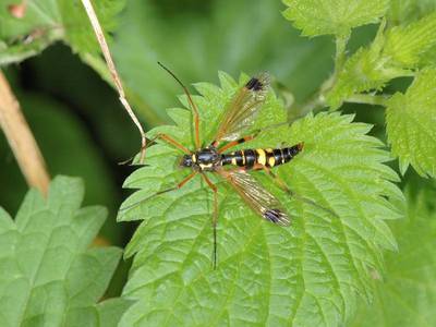 Ctenophora festiva [Famille : Tipulidae]