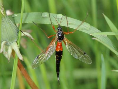 Tanyptera atrata [Famille : Tipulidae]