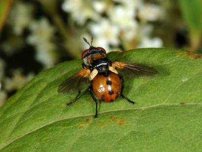 Gymnosoma rotundatum [Famille : Tachinidae]