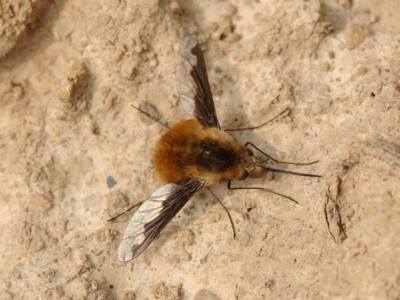 Bombylius major [Famille : Bombyliidae]