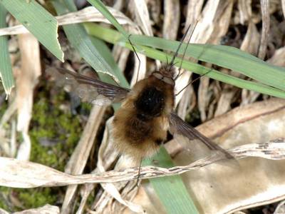 Bombylius major [Famille : Bombyliidae]