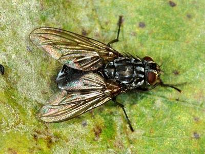 Sarcophaga carnaria [Famille : Sarcophagidae]