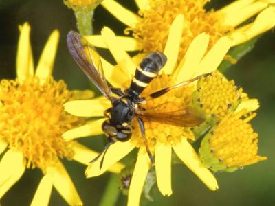 Conops species [Famille : Conopidae]