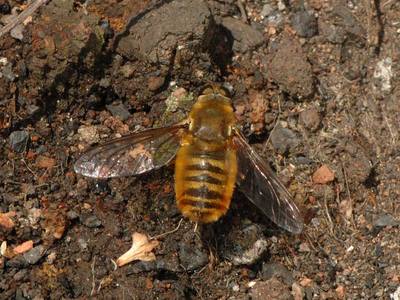 Villa hottentotta [Famille : Bombyliidae]