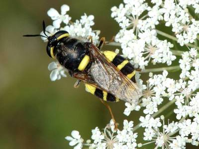 Stratiomys potamida [Famille : Stratiomyiidae]