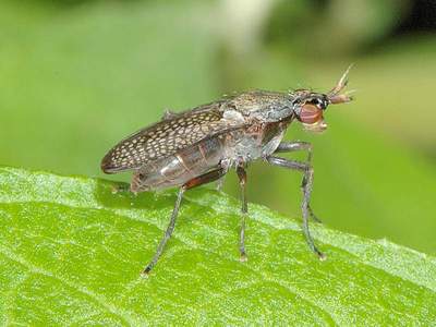 Coremacera marginata [Famille : Sciomyzidae]