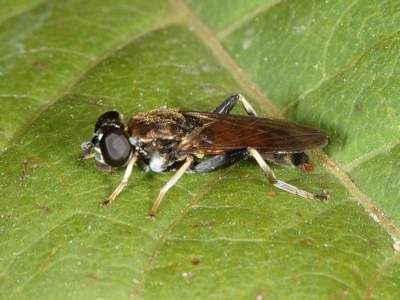 Xylota segnis [Famille : Syrphidae]