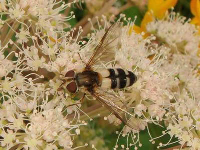 Leucozona laternaria [Famille : Syrphidae]