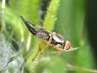 Urophora stylata [Famille : Tephritidae]