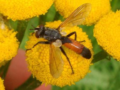 Cylindromyia brassicaria [Famille : Tachinidae]