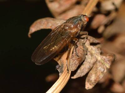 Taxon non identifi [Famille : Heleomyzidae]