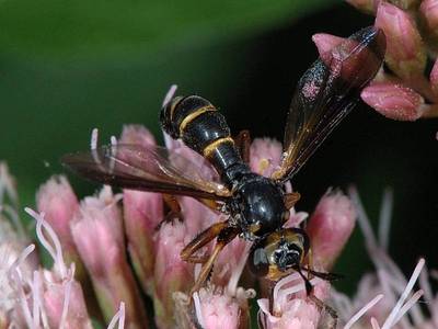 Conops strigatus [Famille : Conopidae]