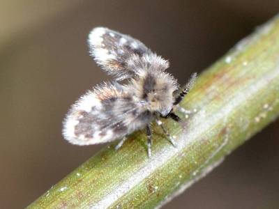 Taxon indtermin [Famille : Psychodidae]