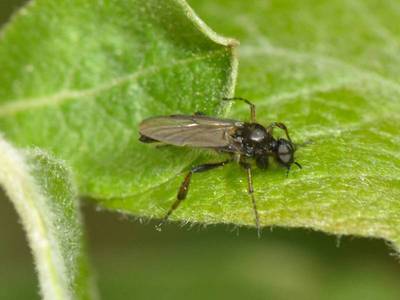 Bibio lanigerus [Famille : Bibionidea]