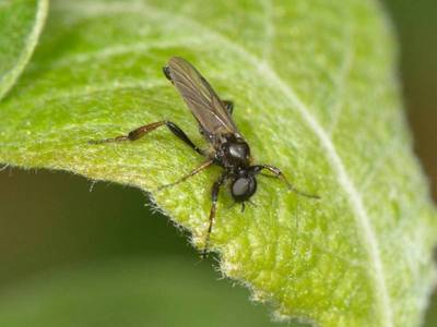 Bibio lanigerus [Famille : Bibionidea]