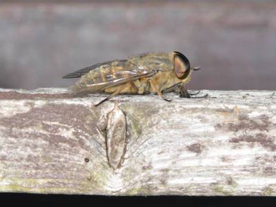 Tabanus bromius [Famille : Tabanidae]