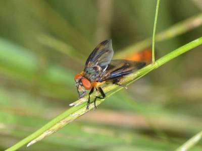 Phasia hemiptera [Famille : Tachinidae]