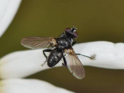 Phania funesta [Famille : Tachinidae]