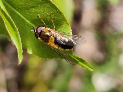 Epistrophe eligans [Famille : Syrphidae]