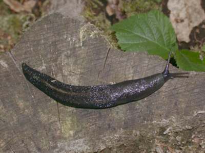 Limax cinereoniger [Famille : Limacidae]