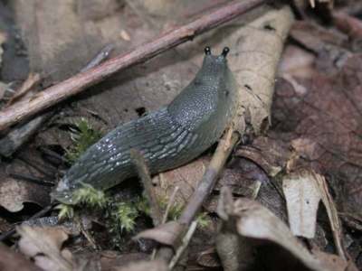 Limax species -2- [Famille : Arionidae]