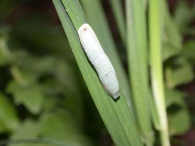 Limax species -3- [Famille : Arionidae]