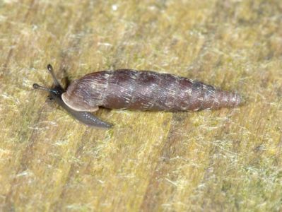 Clausilia bidentata [Famille : Clausiliidae]