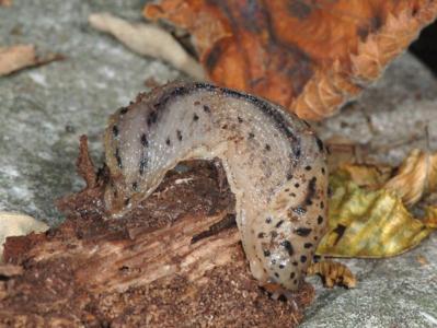 Limax maximus [Famille : Limacidae]