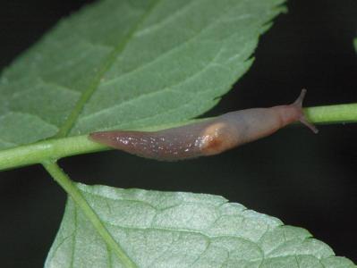 Deroceras panormitanum [Famille : Agriolimacidae]