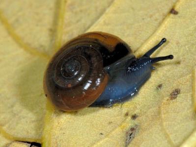 Oxychilus draparnaudi [Famille : Oxychilidae]