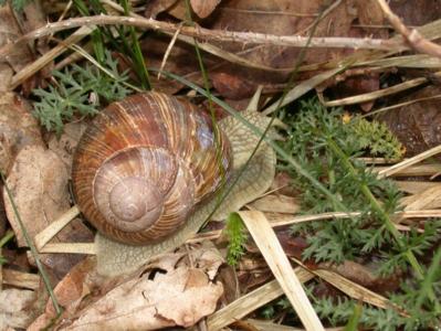 Helix pomatia [Famille : Helicidae]