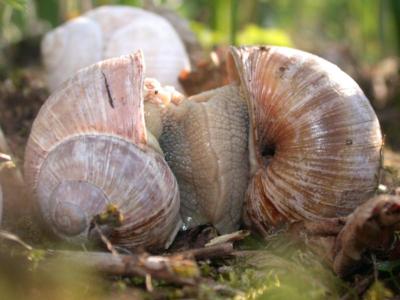 Helix pomatia [Famille : Helicidae]