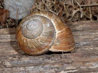 Helix pomatia [Famille : Helicidae]